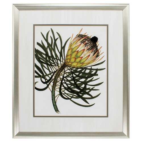 26" X 30" Aged Silver Frame Antique Protea IIi