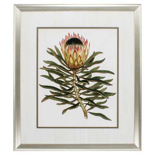26" X 30" Aged Silver Frame Antique Protea Vi