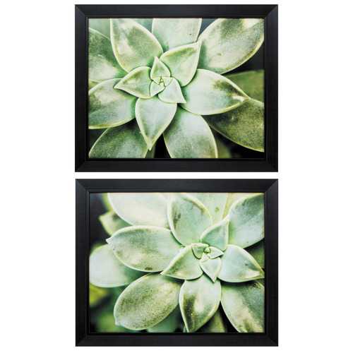23" X 19" Black Frame Spring Succulent (Set of 2)