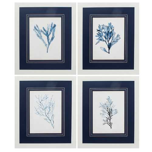 23" X 27" White Frame Seaweed Specimens (Set of 4)